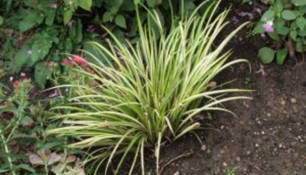 Centrum Ogrodnicze Sequoia