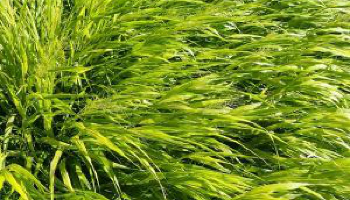 Centrum Ogrodnicze Sequoia