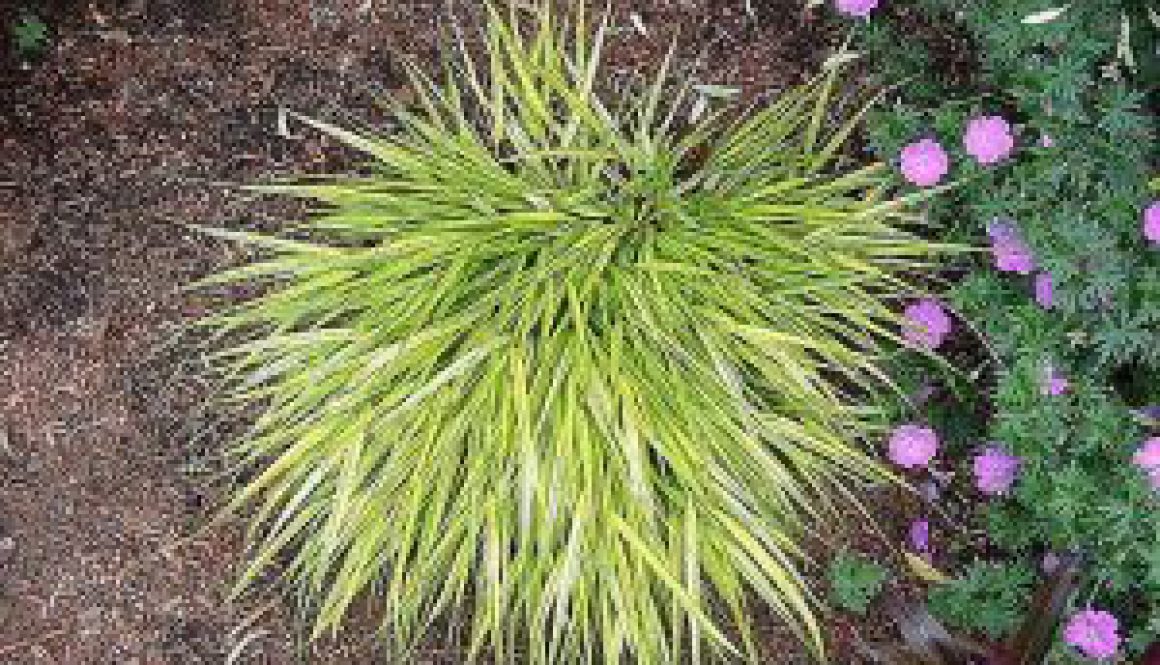 Centrum Ogrodnicze Sequoia