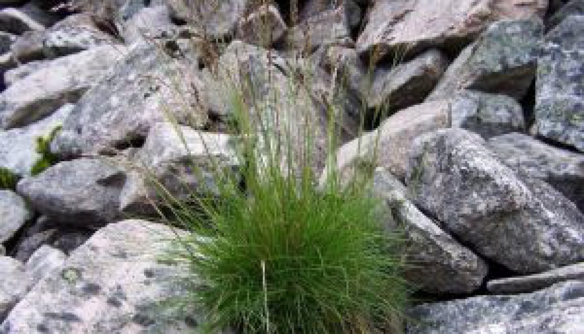 Centrum Ogrodnicze Sequoia