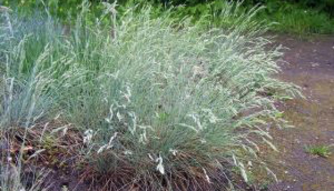 Centrum Ogrodnicze Sequoia