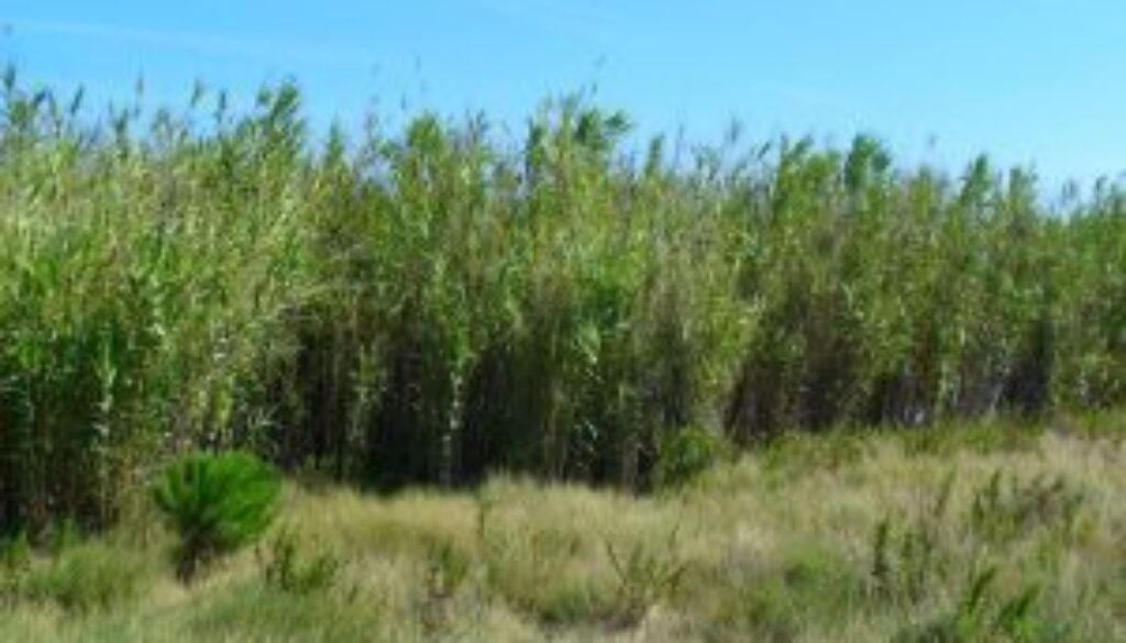 Centrum Ogrodnicze Sequoia