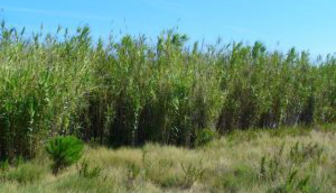 Centrum Ogrodnicze Sequoia