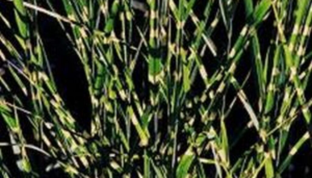 Centrum Ogrodnicze Sequoia