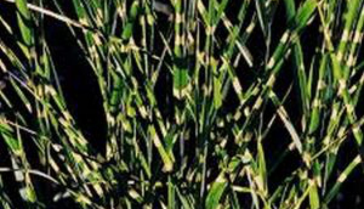 Centrum Ogrodnicze Sequoia