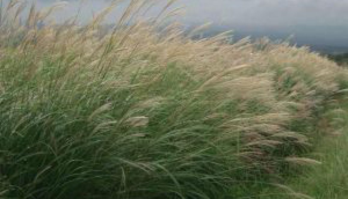 Centrum Ogrodnicze Sequoia