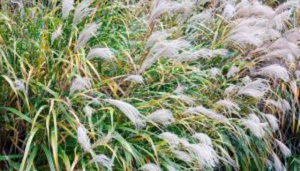 Centrum Ogrodnicze Sequoia