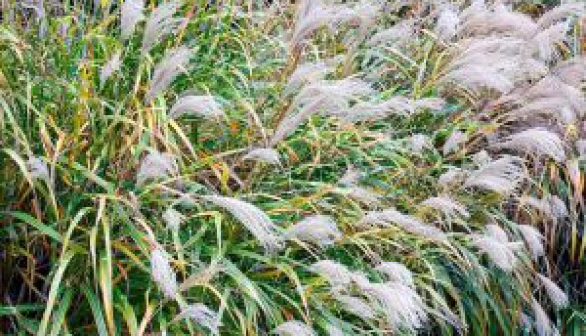 Centrum Ogrodnicze Sequoia