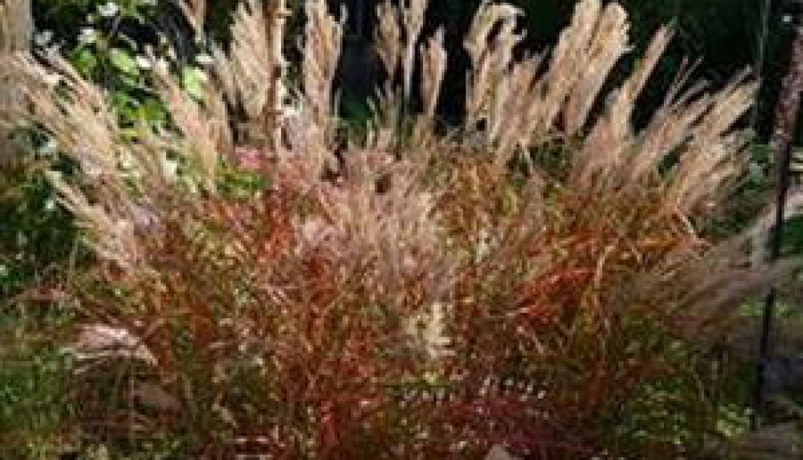 Centrum Ogrodnicze Sequoia