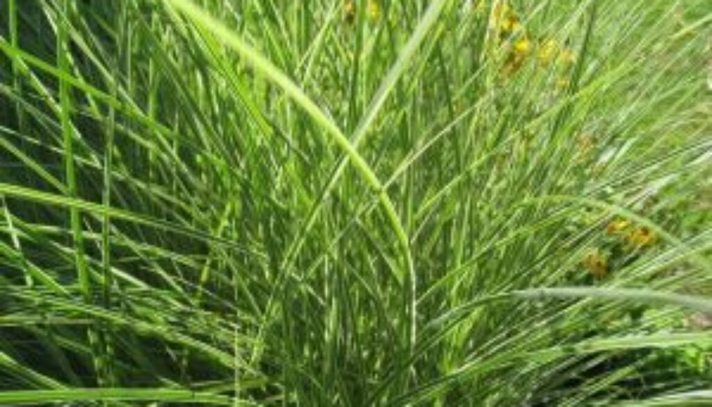 Centrum Ogrodnicze Sequoia