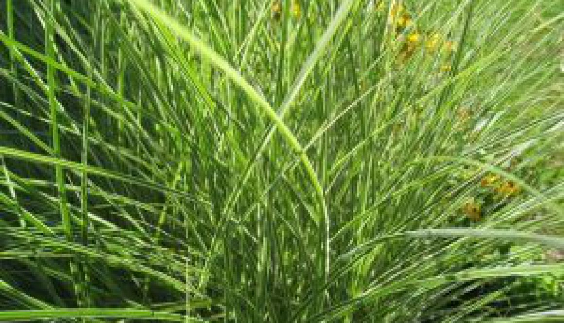 Centrum Ogrodnicze Sequoia