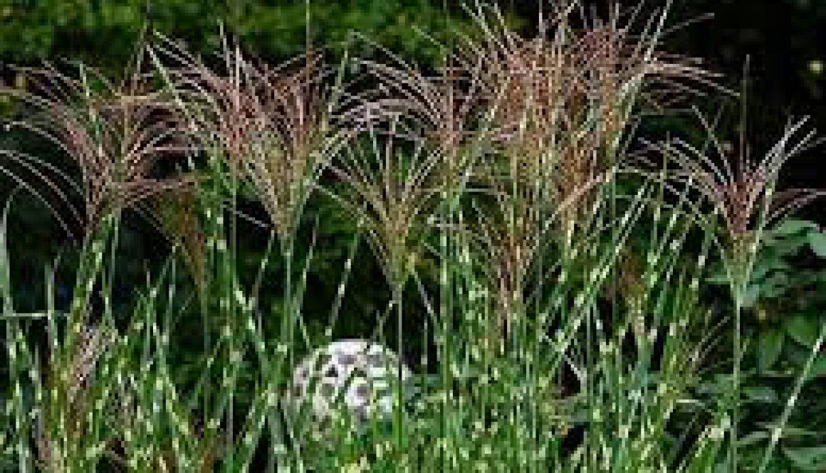 Centrum Ogrodnicze Sequoia