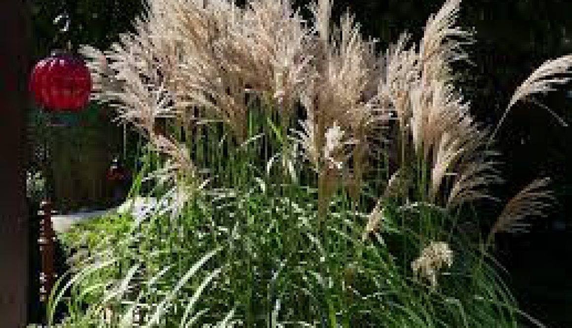 Centrum Ogrodnicze Sequoia