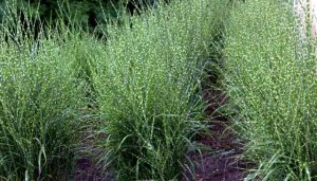 Centrum Ogrodnicze Sequoia