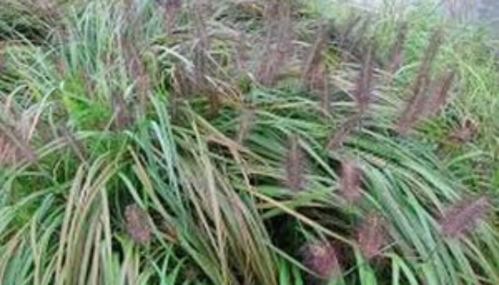 Centrum Ogrodnicze Sequoia