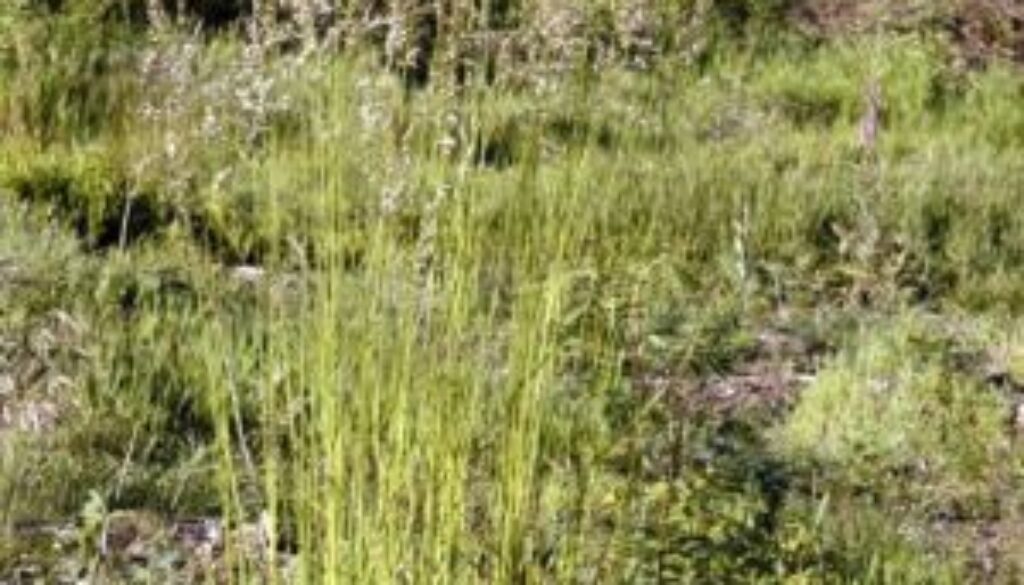 Centrum Ogrodnicze Sequoia