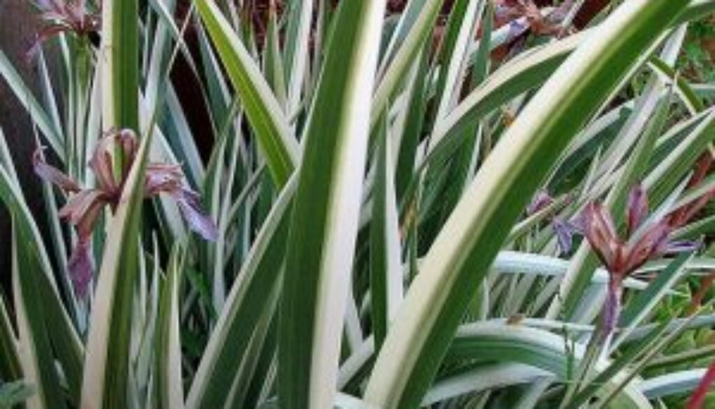 Centrum Ogrodnicze Sequoia