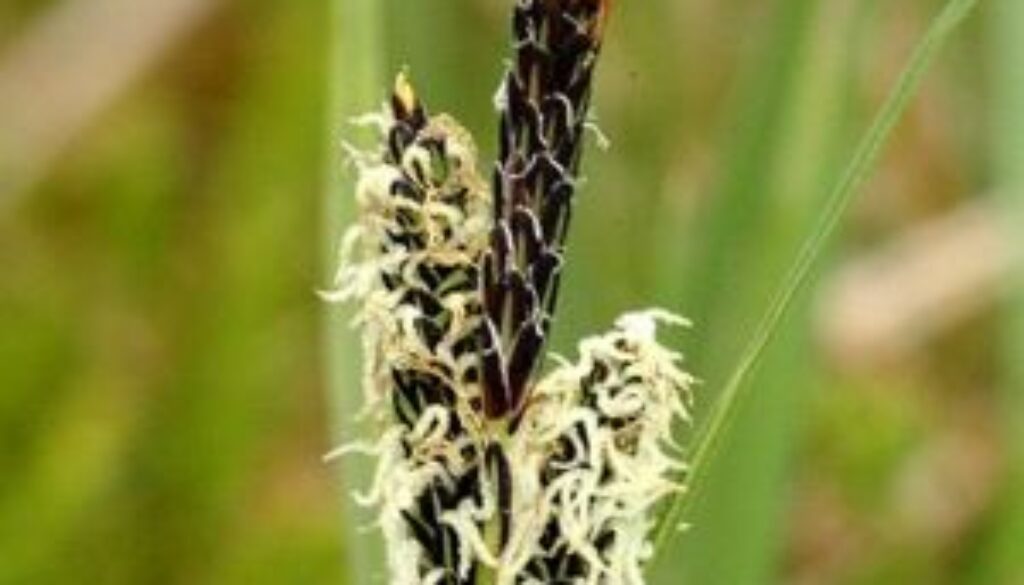 Centrum Ogrodnicze Sequoia