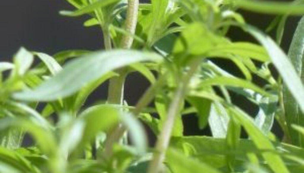 Centrum Ogrodnicze Sequoia