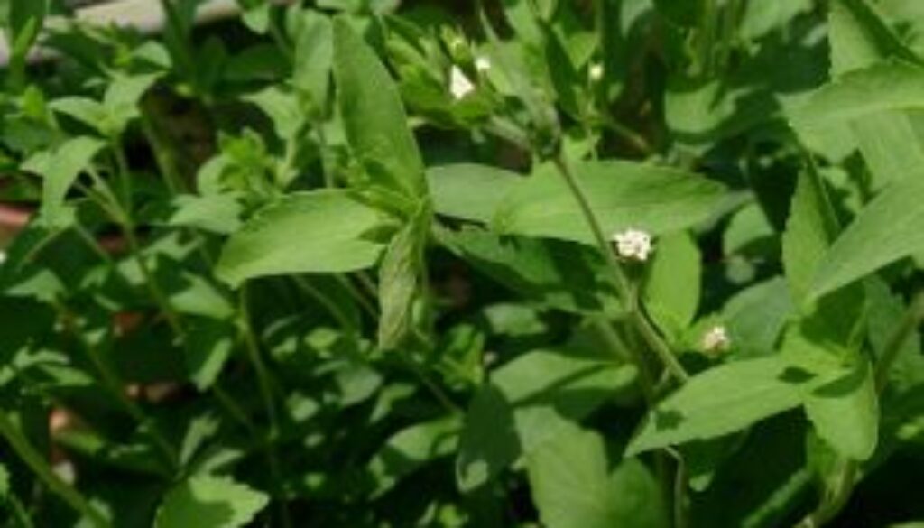 Centrum Ogrodnicze Sequoia