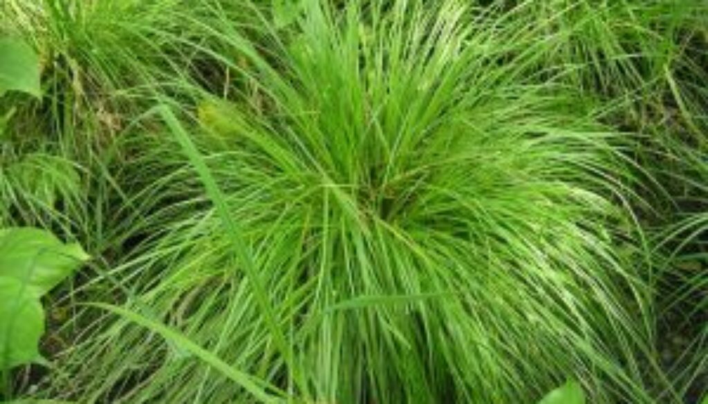 Centrum Ogrodnicze Sequoia