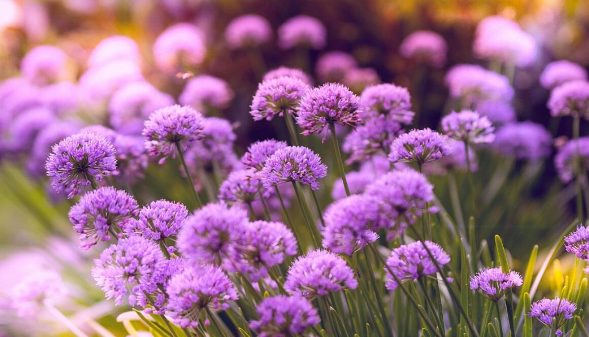 Kompozycje bylinowe na cały sezon - jak stworzyć ogród pełen życia